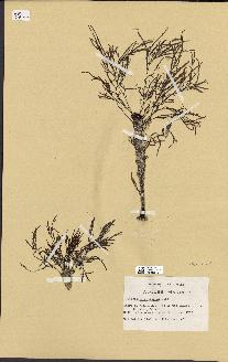 spécimen de Cystoseira montagnei