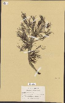 spécimen de Cystoseira montagnei