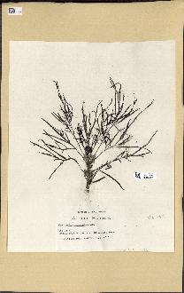spécimen de Cystoseira montagnei