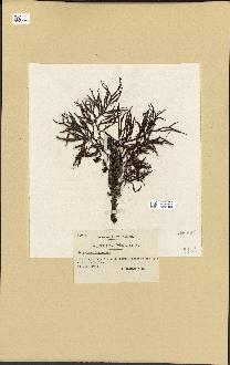 spécimen de Cystoseira montagnei