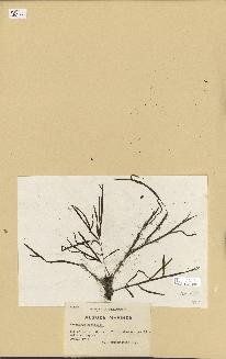 spécimen de Cystoseira montagnei