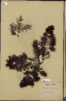 spécimen de Cystoseira elegans