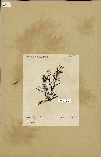 spécimen de Cystoseira elegans