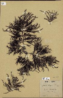spécimen de Cystoseira elegans