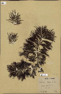 spécimen de Cystoseira elegans