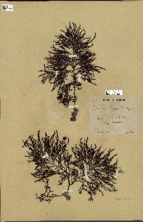 spécimen de Cystoseira elegans
