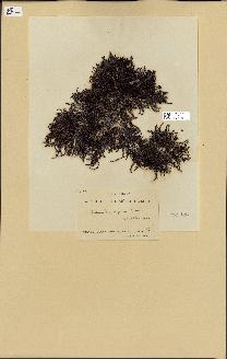 spécimen de Cystoseira elegans