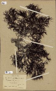 spécimen de Cystoseira elegans