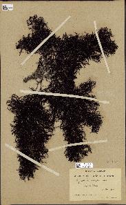 spécimen de Cystoseira elegans
