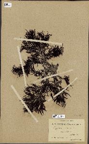 spécimen de Cystoseira elegans