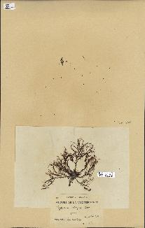 spécimen de Cystoseira elegans