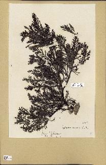 spécimen de Cystoseira ericoides