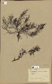 spécimen de Cystoseira selaginoides
