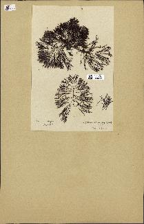 spécimen de Cystoseira selaginoides