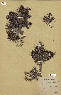 spécimen de Cystoseira selaginoides