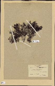 spécimen de Cystoseira selaginoides