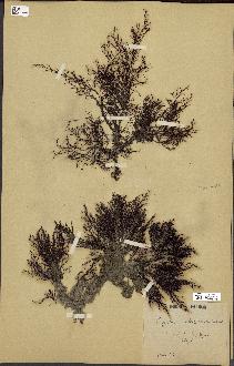spécimen de Cystoseira selaginoides