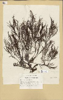 spécimen de Cystoseira opuntioides