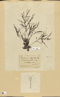 spécimen de Cystoseira opuntioides