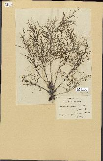 spécimen de Cystoseira opuntioides