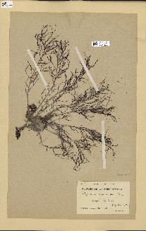 spécimen de Cystoseira opuntioides