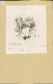 spécimen de Cystoseira opuntioides