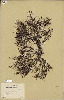 spécimen de Cystoseira opuntioides
