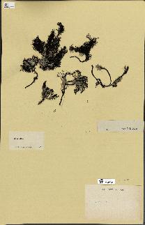 spécimen de Cystoseira barbata