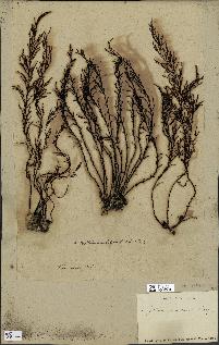 spécimen de Cystoseira amentacea