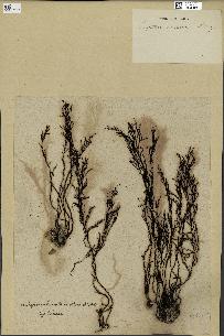 spécimen de Cystoseira amentacea