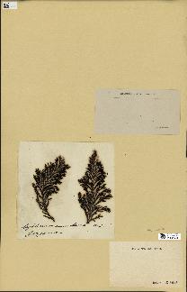 spécimen de Cystoseira amentacea