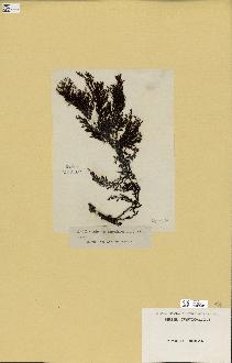 spécimen de Cystoseira amentacea