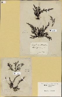 spécimen de Cystoseira amentacea