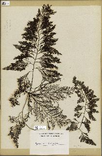 spécimen de Cystoseira abrotanifolia