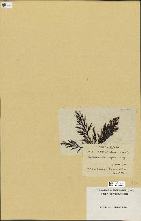 spécimen de Cystoseira abrotanifolia