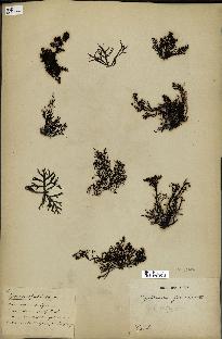 spécimen de Cystoseira abrotanifolia