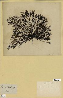 spécimen de Cystoseira abrotanifolia