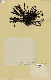 spécimen de Cystoseira abrotanifolia