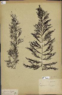 spécimen de Cystoseira abrotanifolia