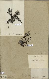 spécimen de Cystoseira abrotanifolia