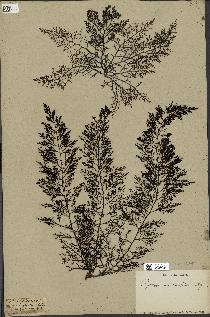 spécimen de Cystoseira abrotanifolia