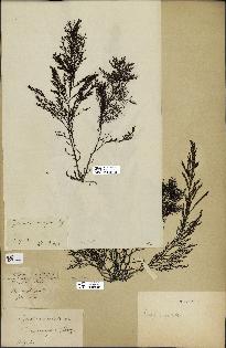 spécimen de Cystoseira abrotanifolia