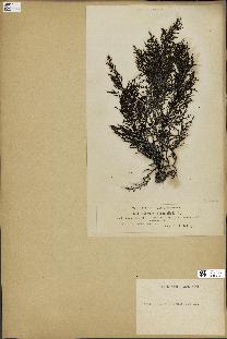 spécimen de Cystoseira abrotanifolia