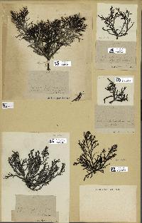 spécimen de Cystoseira abrotanifolia