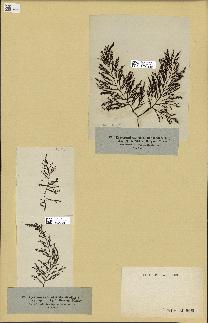 spécimen de Cystoseira abrotanifolia