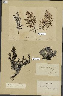 spécimen de Cystoseira abrotanifolia