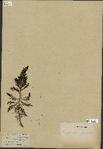 spécimen de Cystoseira abrotanifolia