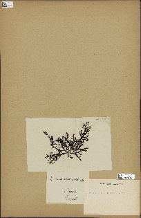 spécimen de Cystoseira abrotanifolia