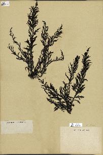 spécimen de Cystoseira abrotanifolia