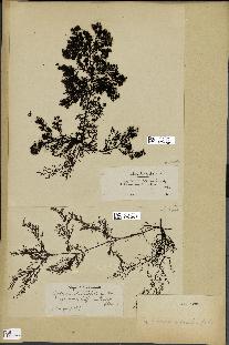 spécimen de Cystoseira abrotanifolia